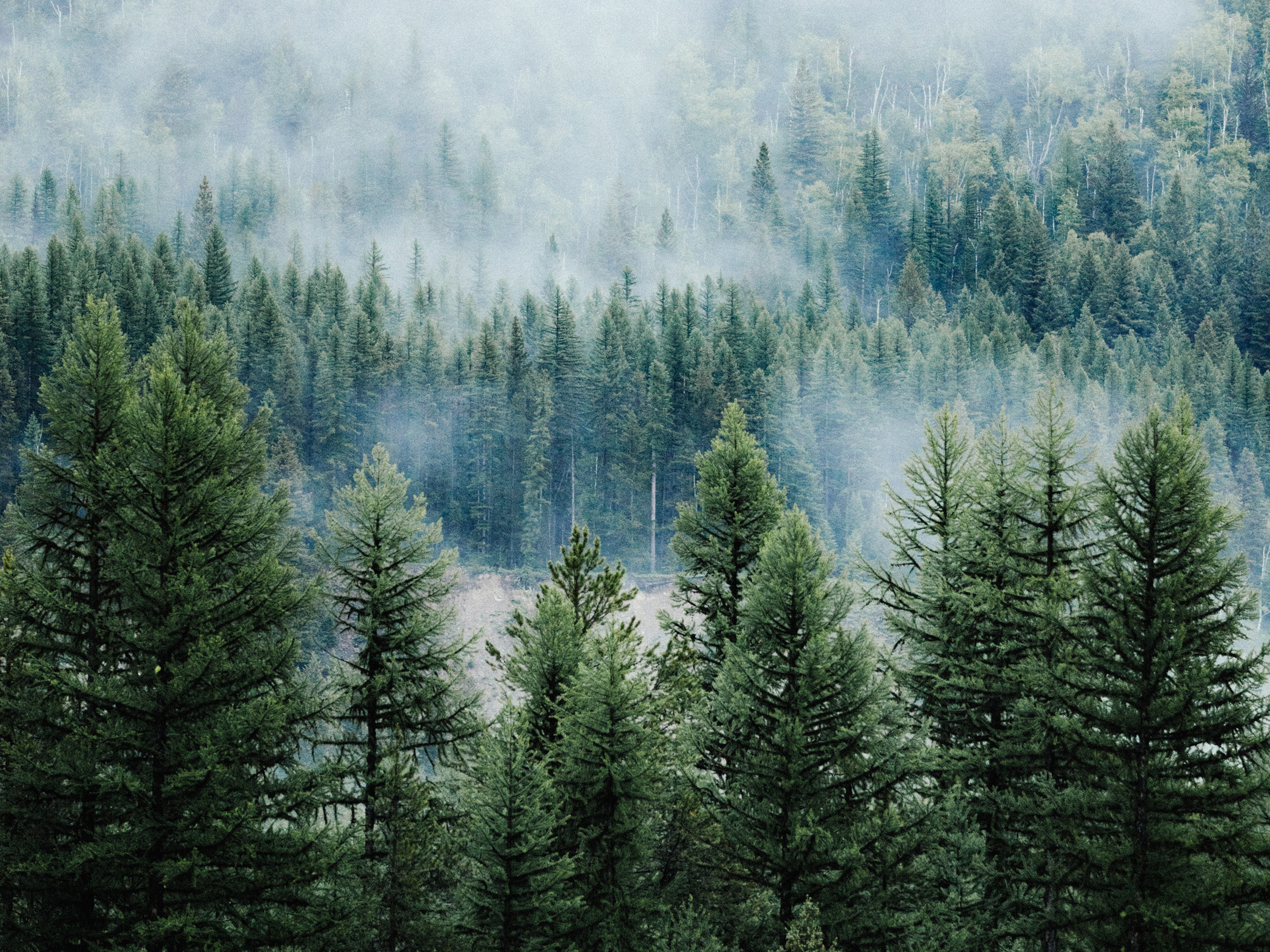 forest