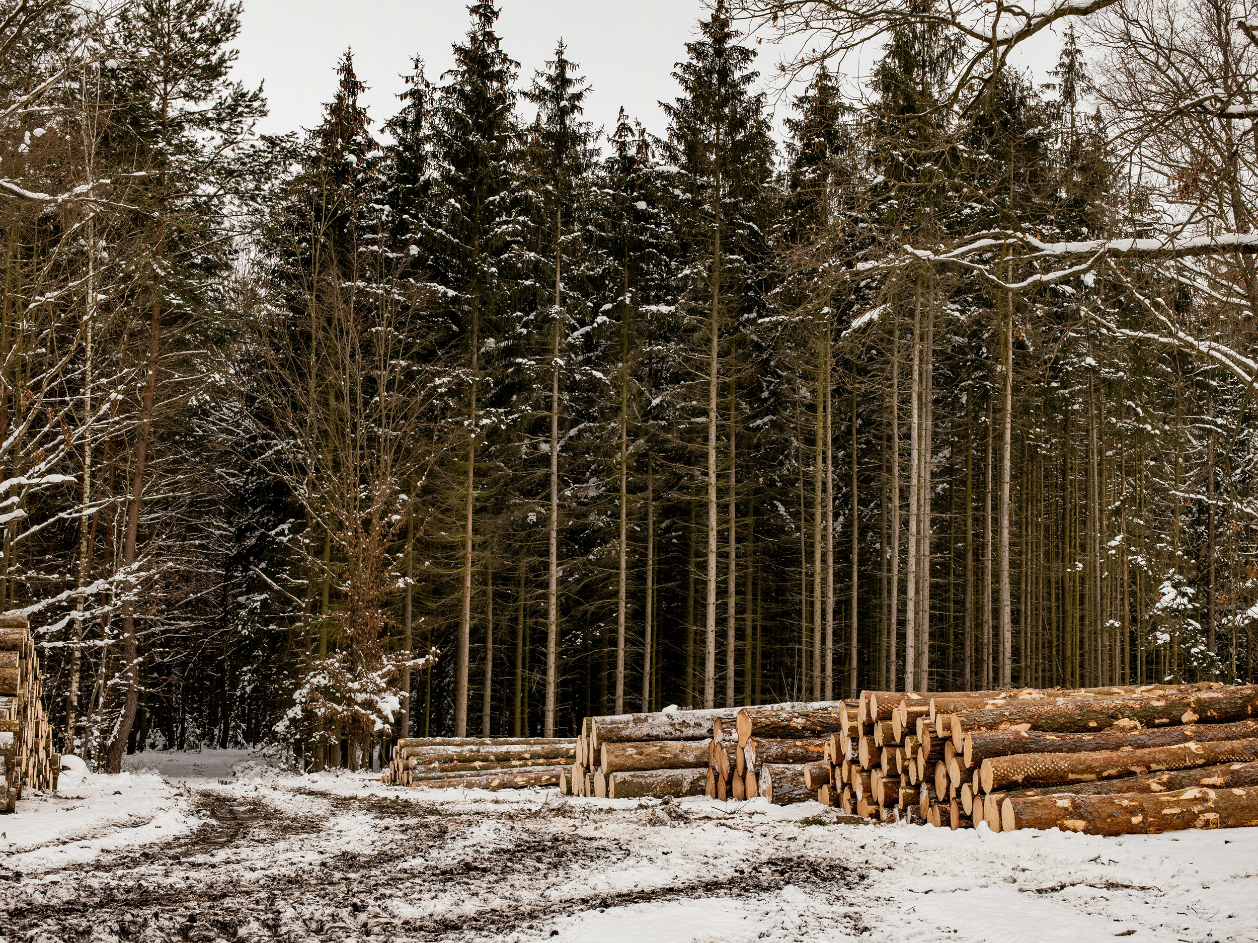 forest image